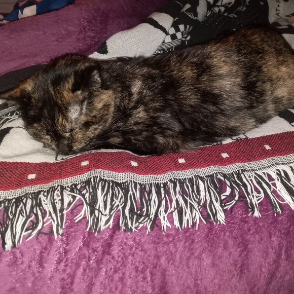 Meet your Posher, Jacolynne - Picture 3 of 3